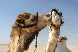 Camel riding in Hurghada