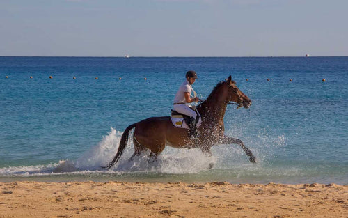 HORSE & CAMEL RIDING 1h