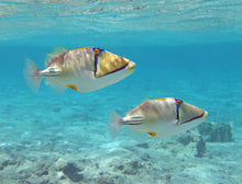 Load image into Gallery viewer, Snorkeling Trip to Orange Bay on Giftun Island