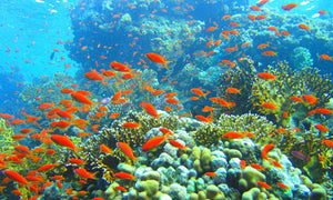 Snorkeling Trip to the Public Beach on Giftun Island