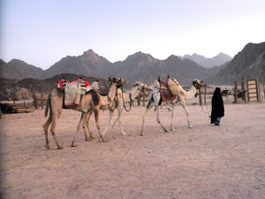 Morning Desert Safari Quad For 1 Person