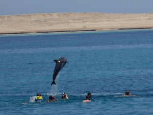 Dolphin House Tour