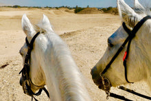 Load image into Gallery viewer, HORSE &amp; CAMEL RIDING 1h